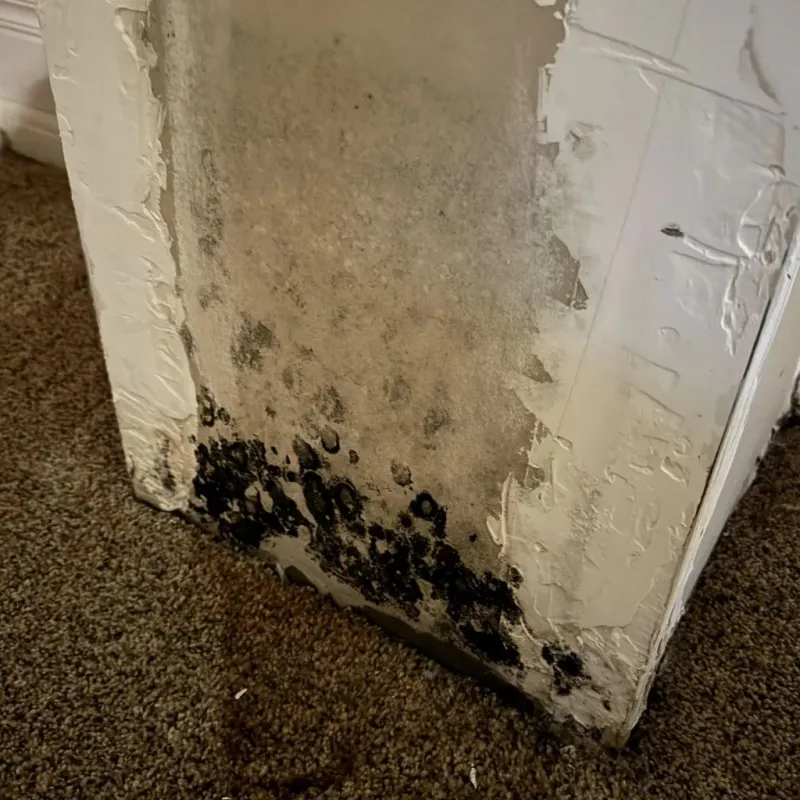 Professional Mold Removal in Scotts Mill, NC